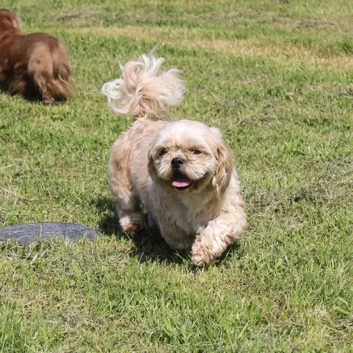 Female Shih Tzu dog named Buttercup for sale at A Dog's Dream.
