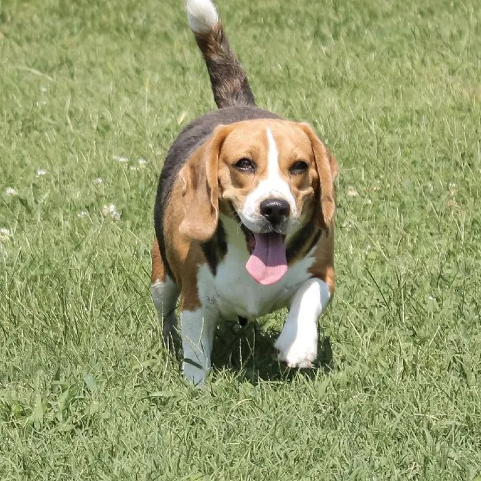 Female Beagle dog named Lil Stinker for sale at A Dog's Dream.