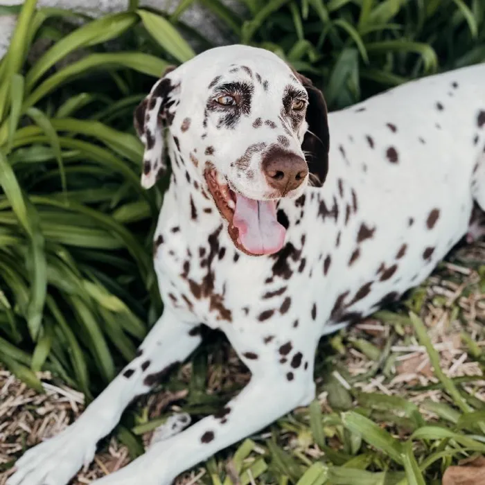 Female Dalmatian Dog for Sale in Neosho, MO