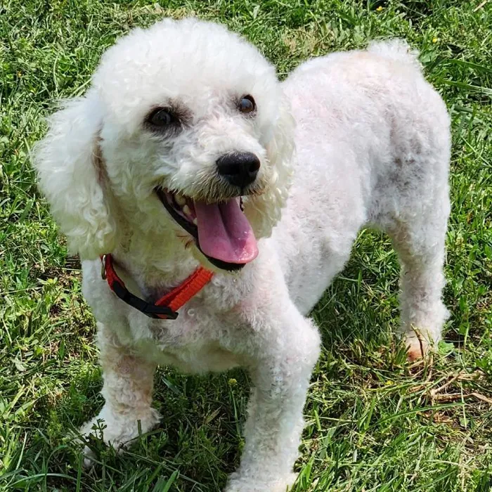 Female Bichon Dog for Sale in Neosho, MO