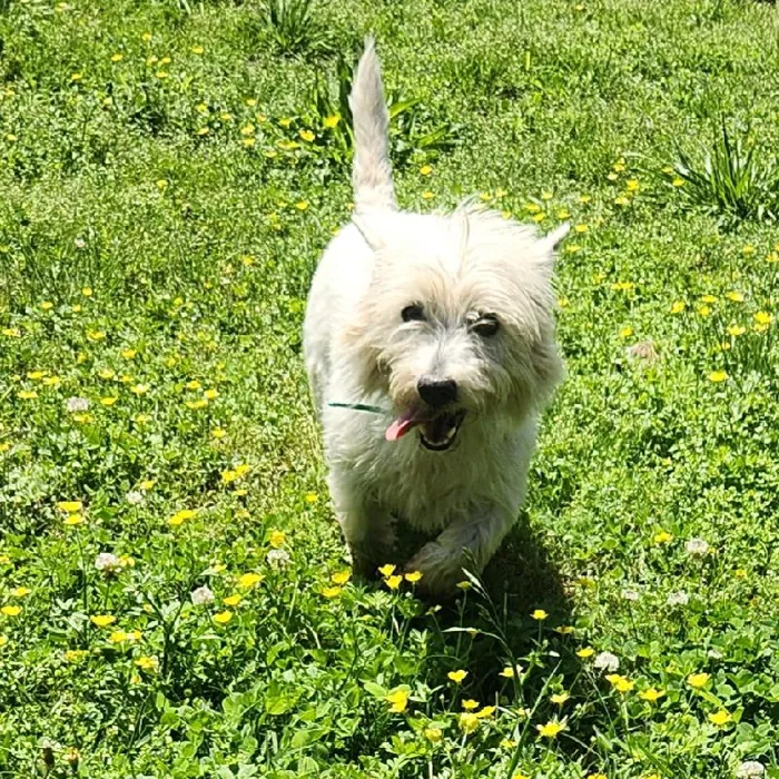 Female West Highland White Terrier Dog for Sale in Neosho, MO