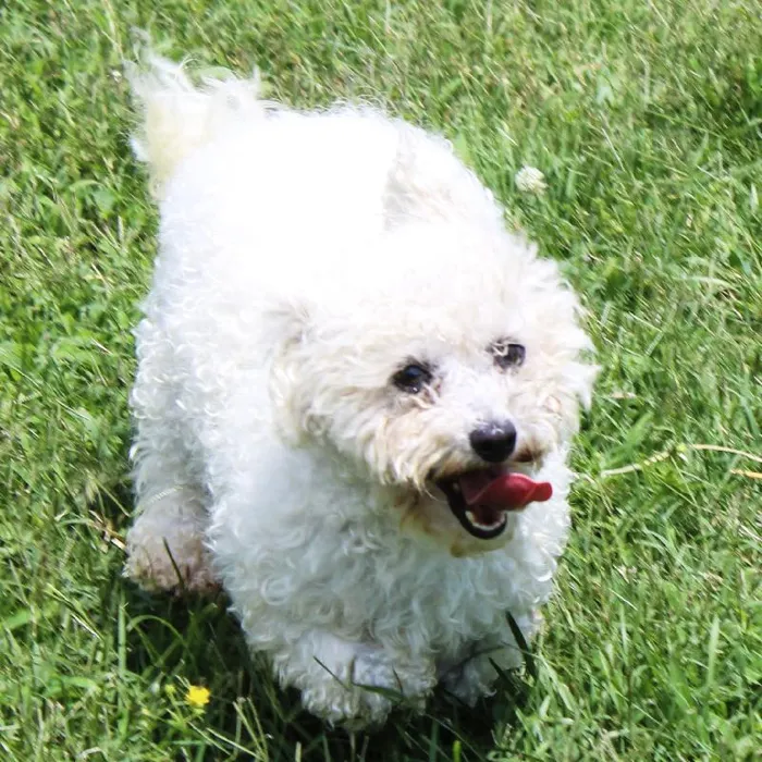 Female Bichon dog named Sweetie for sale at A Dog's Dream.