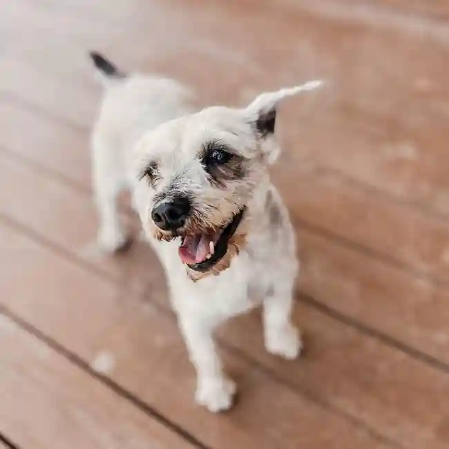 Female Mini Schnauzer Dog for Sale in Neosho, MO