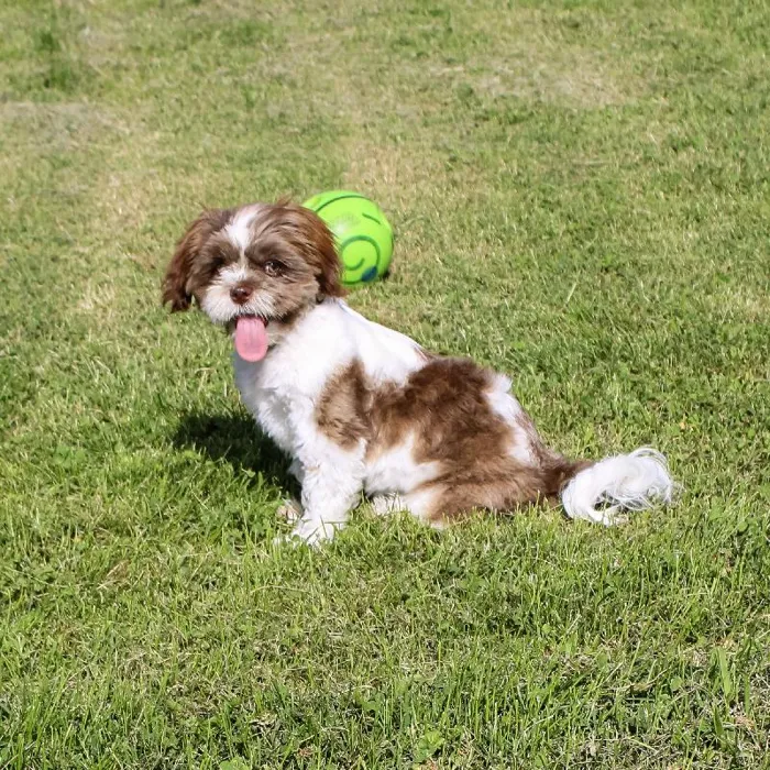 Female Shih Tzu dog named Dutchess for sale at A Dog's Dream.