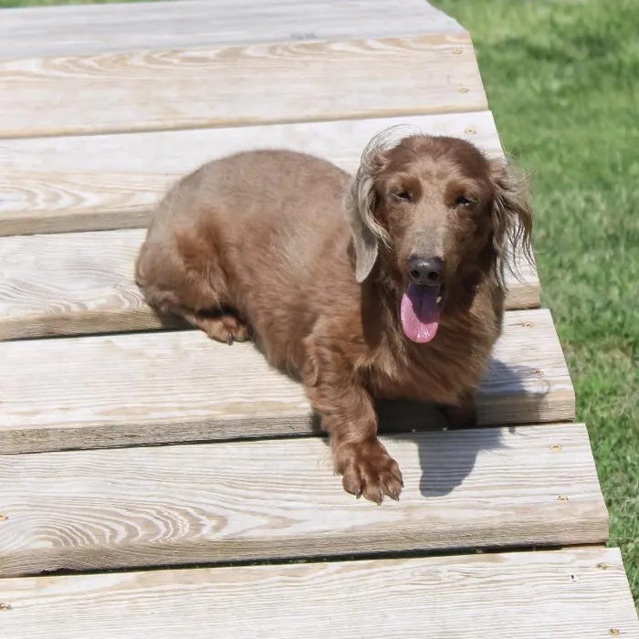 Male Dachshund dog named Aristotle for sale at A Dog's Dream.