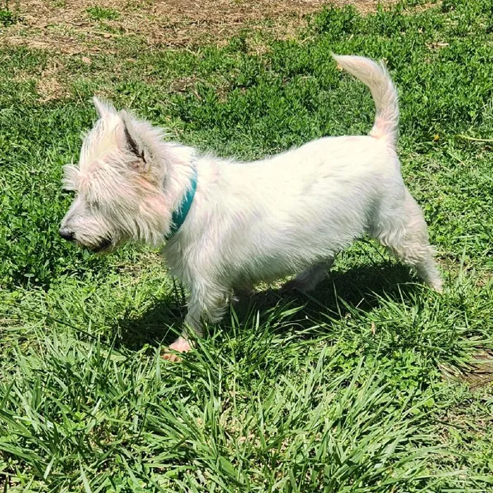 Female West Highland White Terrier Dog for Sale in Neosho, MO