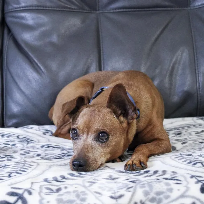 Male Min Pin dog named Javan for sale at A Dog's Dream.