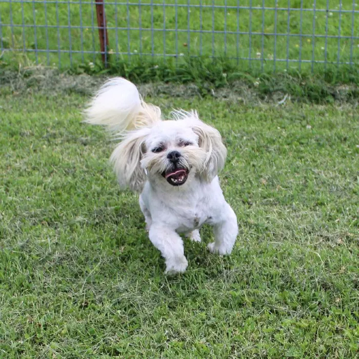 Male Lhasa Apso dog named George for sale at A Dog's Dream.