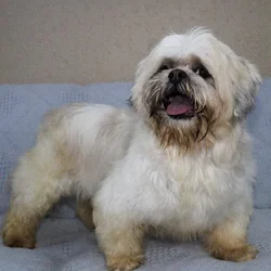 Male Lhasa Apso dog named George for sale at A Dog's Dream.