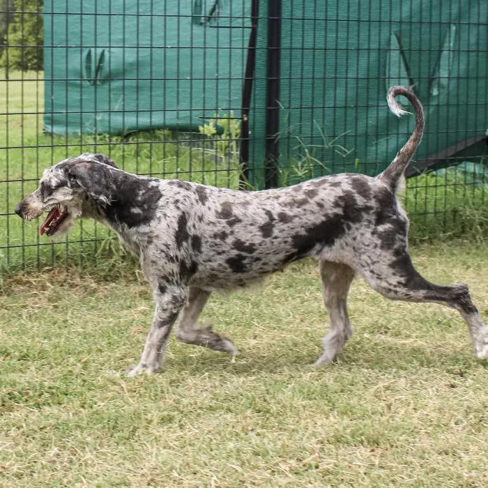Female Mini Aussiedoodle dog named Ruby Blue for sale at A Dog's Dream.