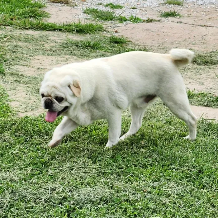 Male Pug Dog for Sale in Neosho, MO