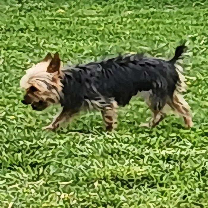 Female Yorkie Dog for Sale in Neosho, MO