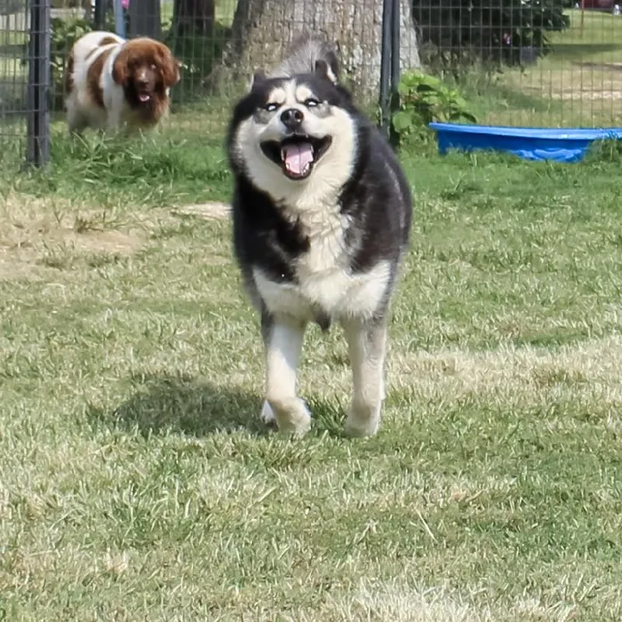 Male Siberian Husky dog named Wolf for sale at A Dog's Dream.