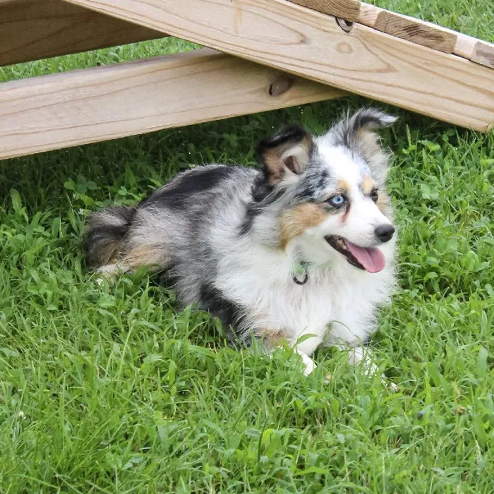 Female Mini Aussie dog named Polly 2 for sale at A Dog's Dream.