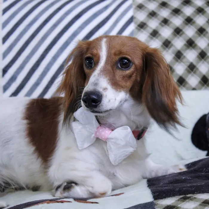 Female Dachshund dog named Peppermint Patty for sale at A Dog's Dream.