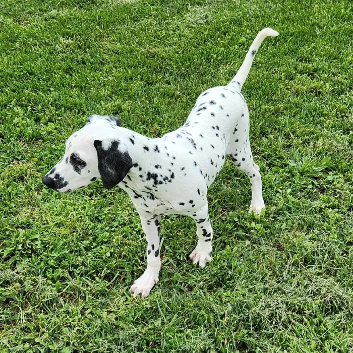 Male Dalmatian Dog for Sale in Neosho, MO