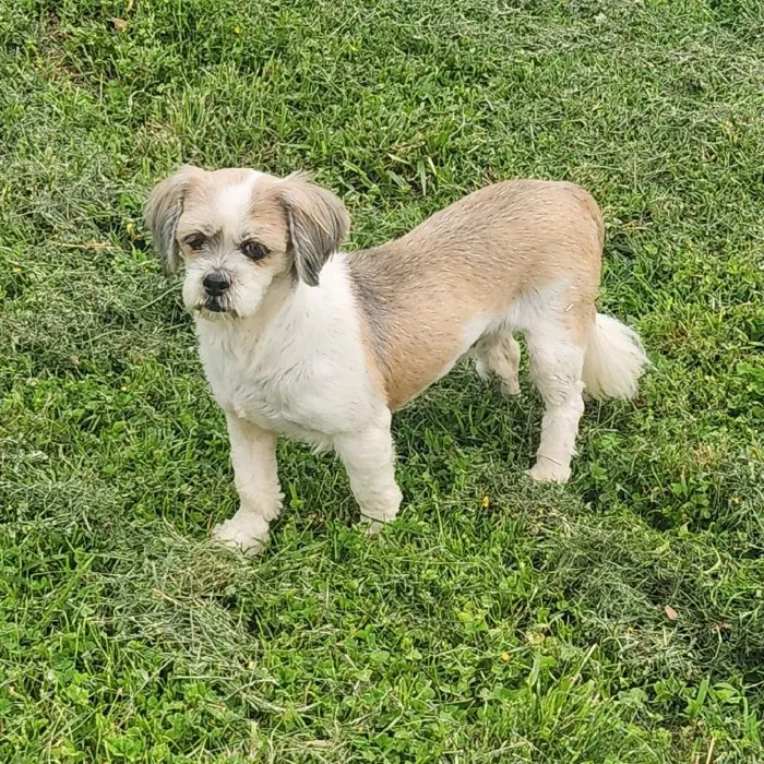 Female Lhasa Apso Dog for Sale in Neosho, MO