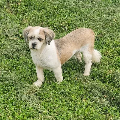 Female Lhasa Apso Dog for Sale in Neosho, MO