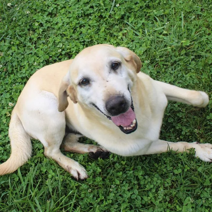 Male Labrador Retriever dog named Smarty for sale at A Dog's Dream.
