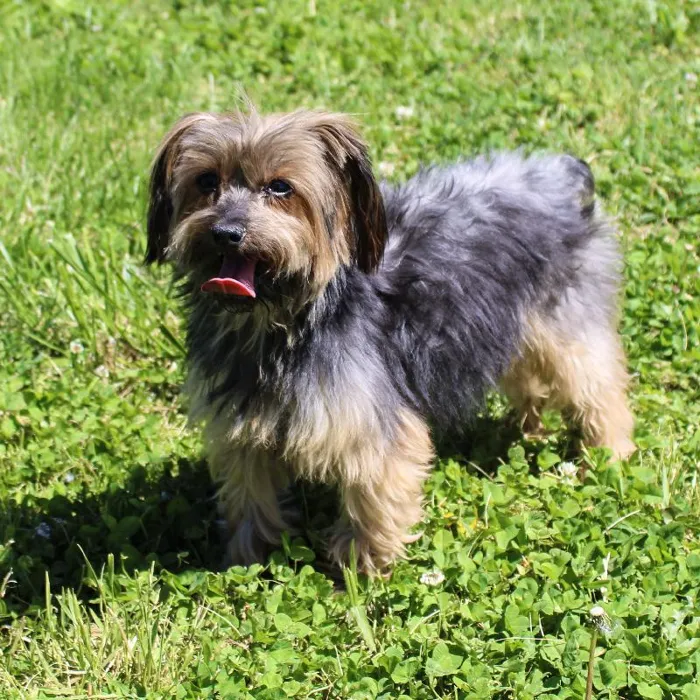 Female Yorkie dog named Bibi Dahl for sale at A Dog's Dream.