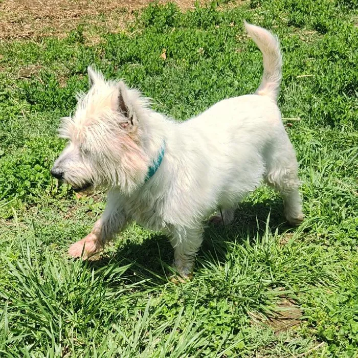 Female West Highland White Terrier Dog for Sale in Neosho, MO