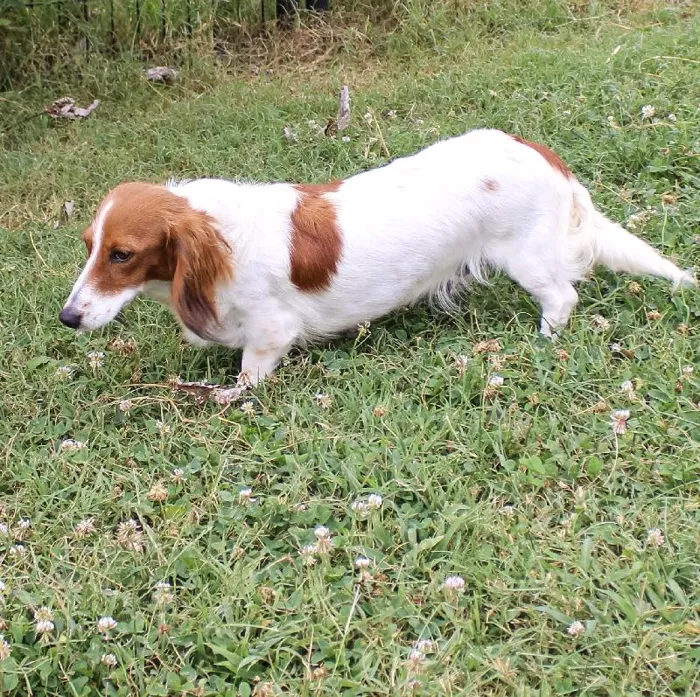 Female Dachshund dog named Peppermint Patty for sale at A Dog's Dream.