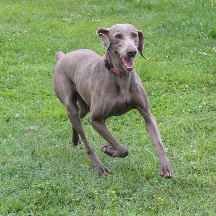 Female Weimaraner dog named Gracie for sale at A Dog's Dream.
