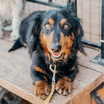 Male Dachshund Dog for Sale in Neosho, MO