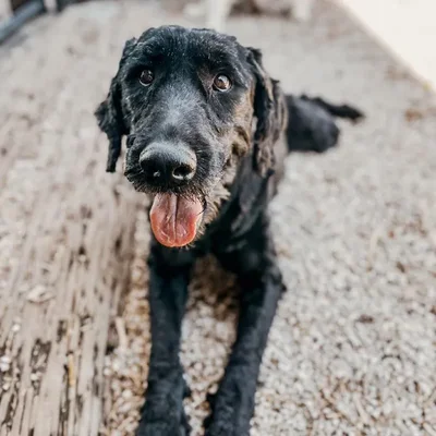 Female Giant Schnauzer Dog for Sale in Neosho, MO