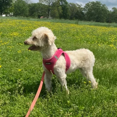 Female Aussiedoodle Dog for Sale in Neosho, MO