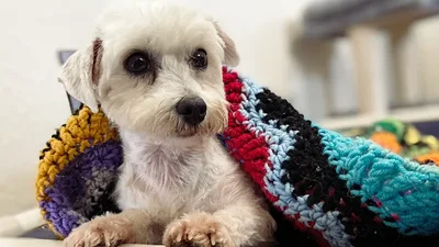 Female Maltese Dog for Sale in Neosho, MO