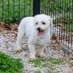 Female Bichon dog named Sweetie for sale at A Dog's Dream.