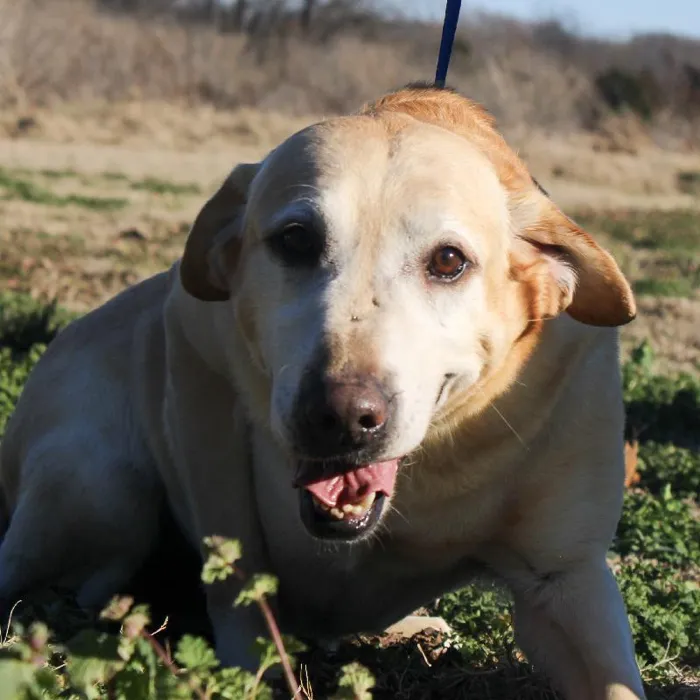 Male Labrador Retriever dog named Smarty for sale at A Dog's Dream.