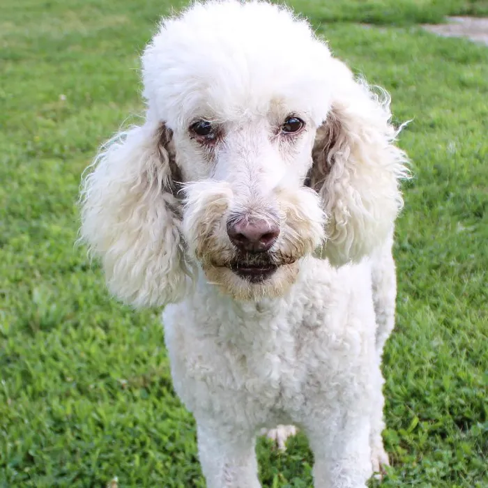 Male Standard Poodle dog named Max for sale at A Dog's Dream.