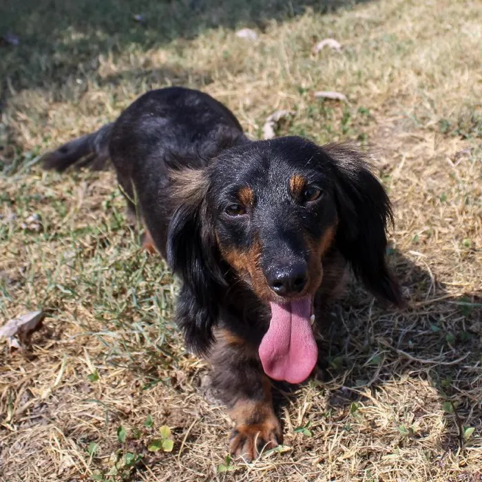 Female Dachshund dog named Lou for sale at A Dog's Dream.