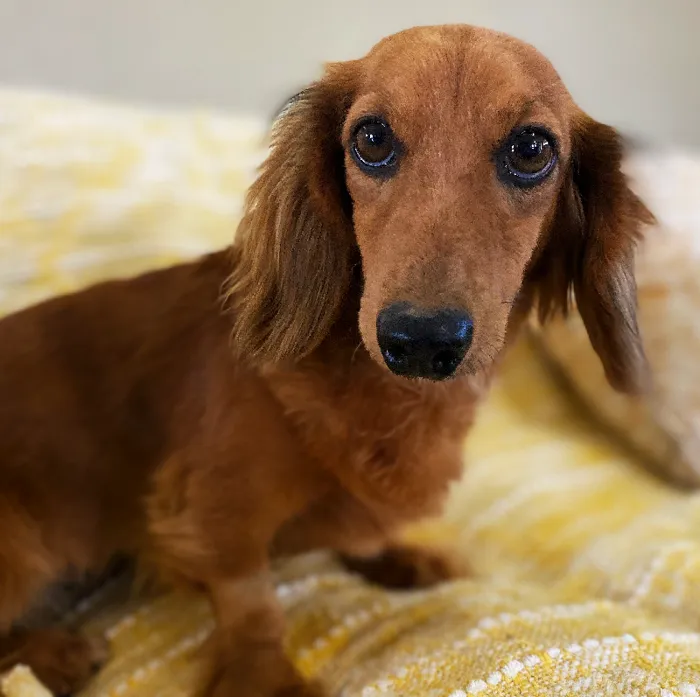 Female Dachshund Dog for Sale in Neosho, MO
