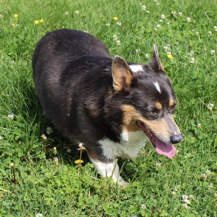 Female Pembroke Welsh Corgi dog named Lyza for sale at A Dog's Dream.