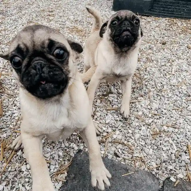 Female Pug Dog for Sale in Neosho, MO