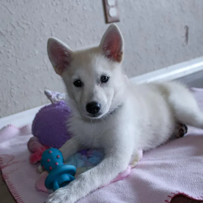 Female Pomsky dog named Dustie Rose for sale at A Dog's Dream.