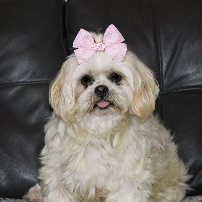 Female Lhasa Apso dog named Ewe for sale at A Dog's Dream.