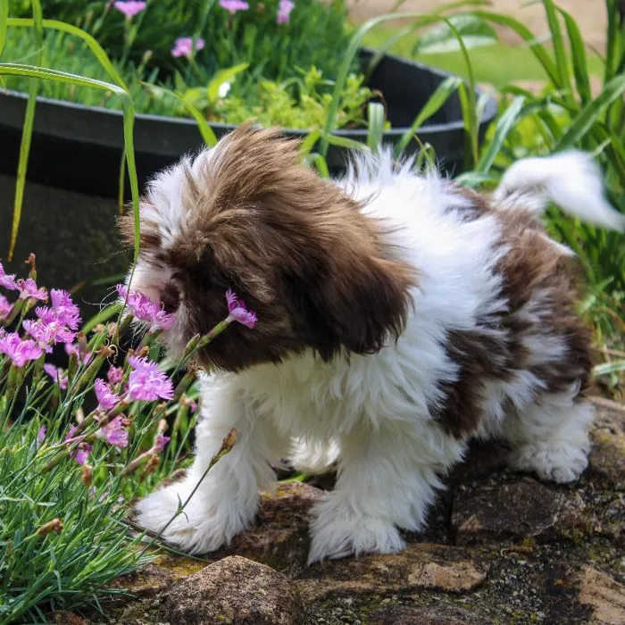 Female Shih Tzu dog named Dutchess for sale at A Dog's Dream.