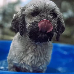 car_main_img_/media/ap_media/pets/YQZVHYQZSFDS1484.webp.250x250_q85.webp