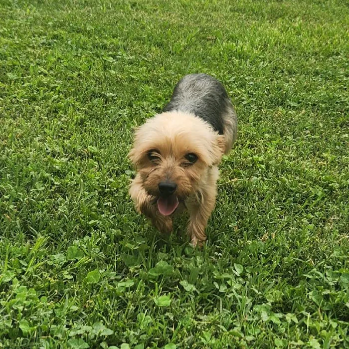 Female Yorkie Dog for Sale in Neosho, MO