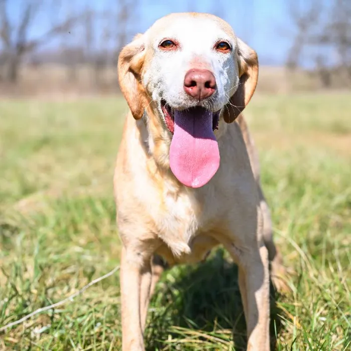 Female Labrador Retriever dog named Dolly for sale at A Dog's Dream.