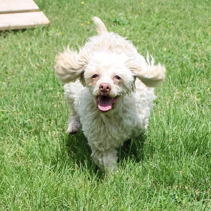 Female Mini Poodle dog named Riley for sale at A Dog's Dream.