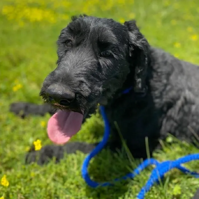 Female Giant Schnauzer Dog for Sale in Neosho, MO