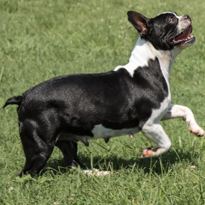 Female Boston Terrier dog named Franny for sale at A Dog's Dream.