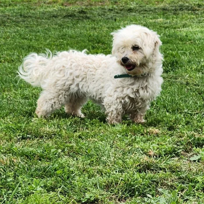 Female Maltese Dog for Sale in Neosho, MO