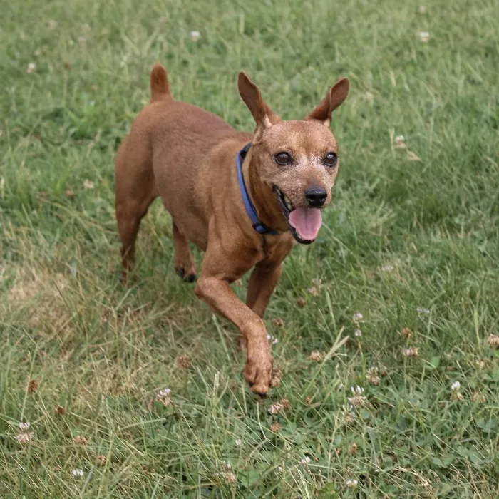 Male Min Pin dog named Javan for sale at A Dog's Dream.
