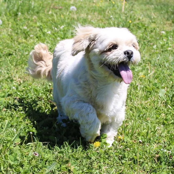 Female Lhasa Apso dog named Ewe for sale at A Dog's Dream.